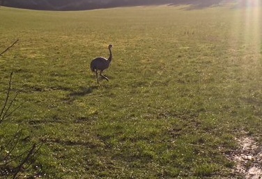 Rhea2