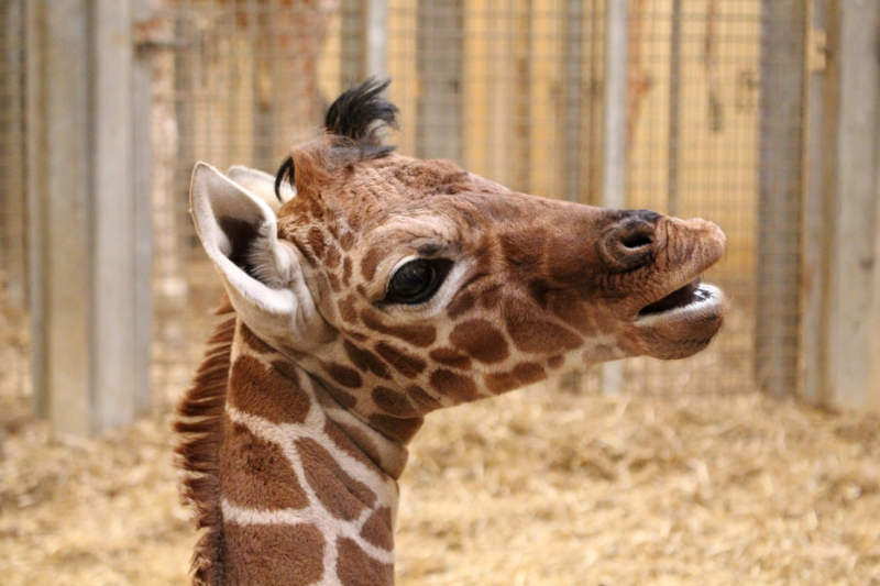 X-fun-things-to-do-with-your-kids-in-Bedfordshire-whipsnade