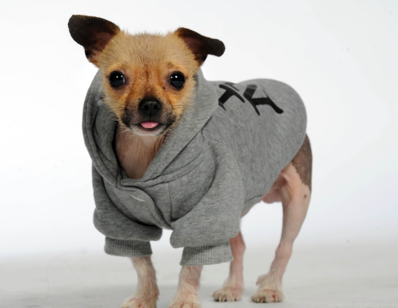 dress-up-your-pet-day