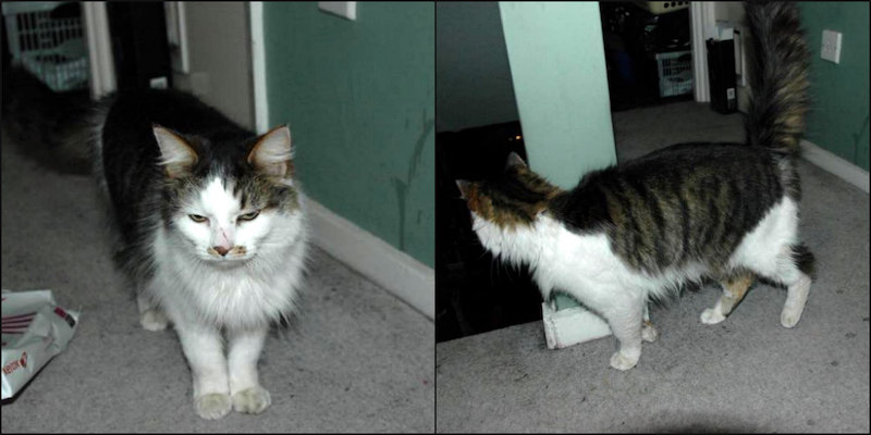 Freddie-collage-1