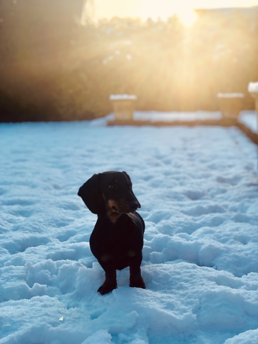 Puppy-in-snow-050219