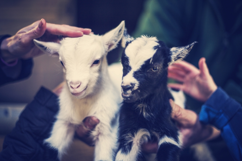 best-things-to-do-with-kids-in-Hampshire-11