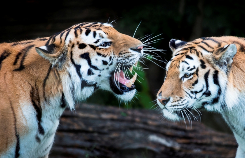 best-things-to-do-with-kids-in-Hampshire2