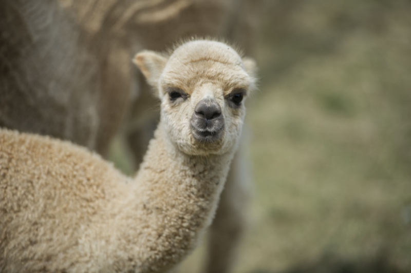 -best-things-to-do-with-your-kids-in-Devon-10