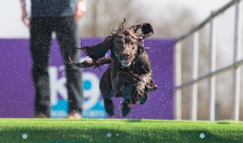 Get ready for pup madness as UK’s favourite dog show returns to a venue near you