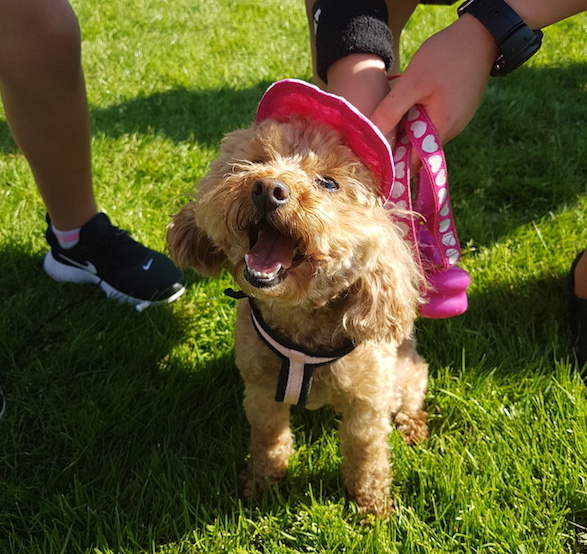 The-UK-s-favourite-dog-show-returns-to-Newbury3-2