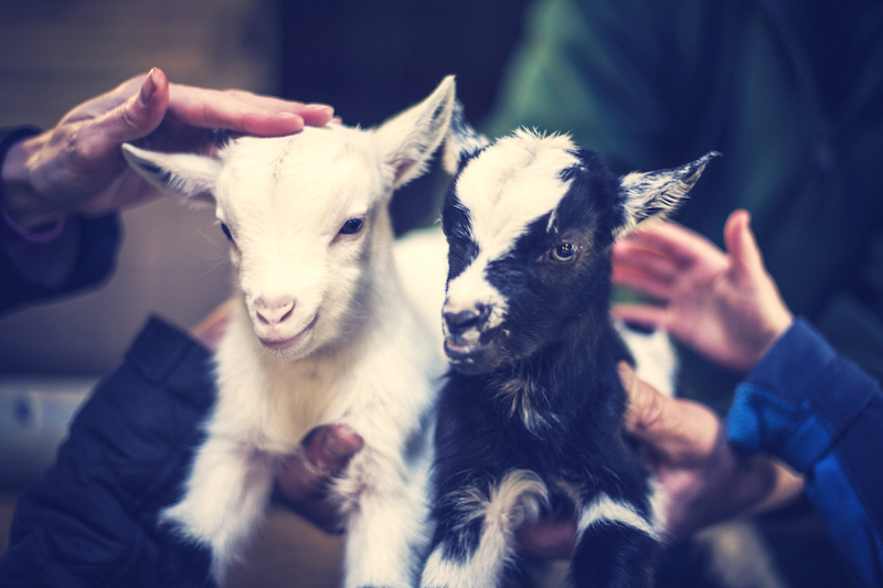 The-X-best-things-to-do-with-your-kids-in-Hertfordshire2-6