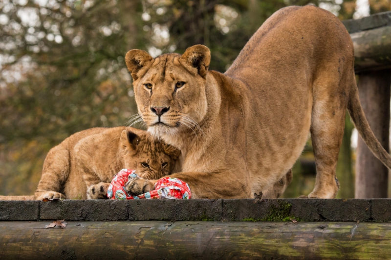 best-things-to-do-with-kids-in-Merseyside-2