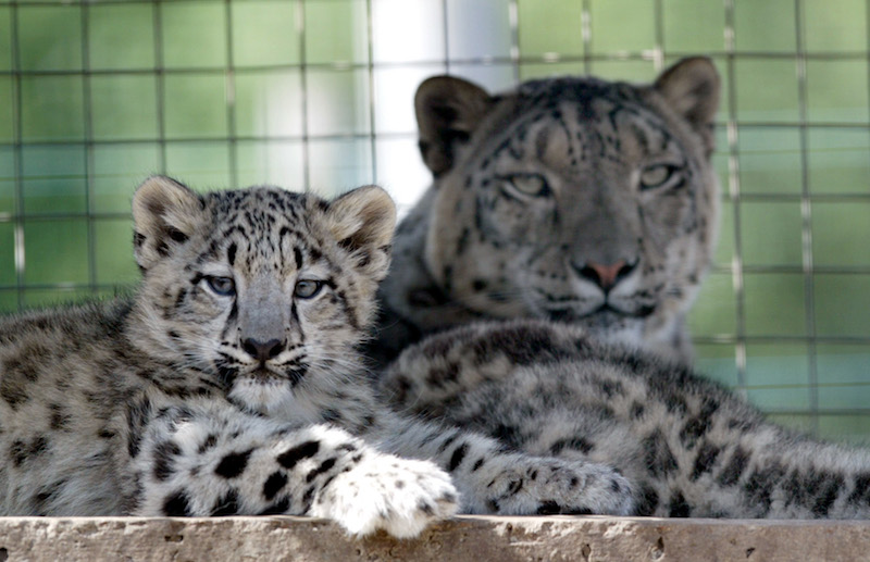 opinion-piece--shockig-animal-visit-2