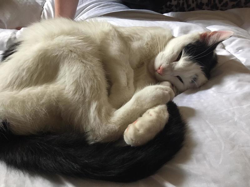 -Cat-astrophe-averted--Lost-Pet-From-Vet--Pet-Investigators-To-The-Rescue-2-1