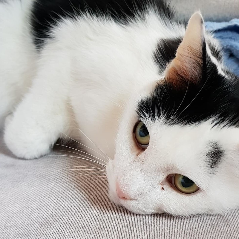 -Cat-astrophe-averted--Lost-Pet-From-Vet--Pet-Investigators-To-The-Rescue-3-1
