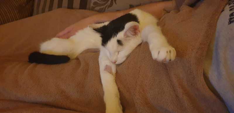 -Cat-astrophe-averted--Lost-Pet-From-Vet--Pet-Investigators-To-The-Rescue-7