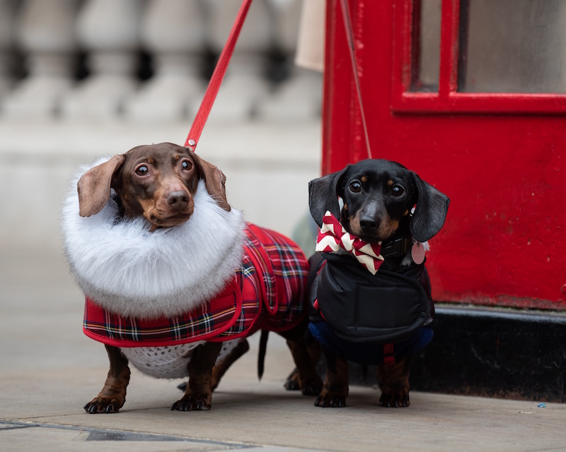 Londoners-go-barking-mad-for-dog-week3-1