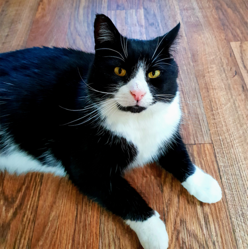 Moggy-that-escaped-cattery-safely-reunited-with-his-family-1