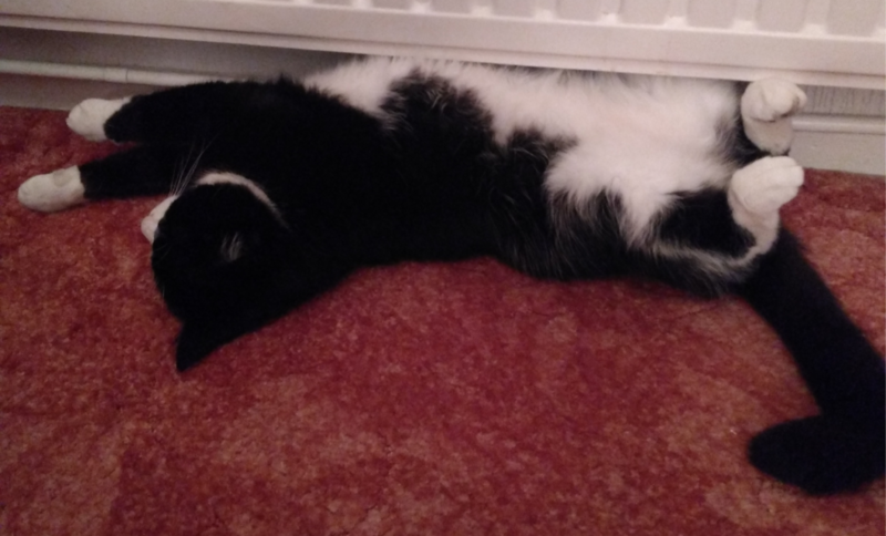 Moggy-that-escaped-cattery-safely-reunited-with-his-family-3