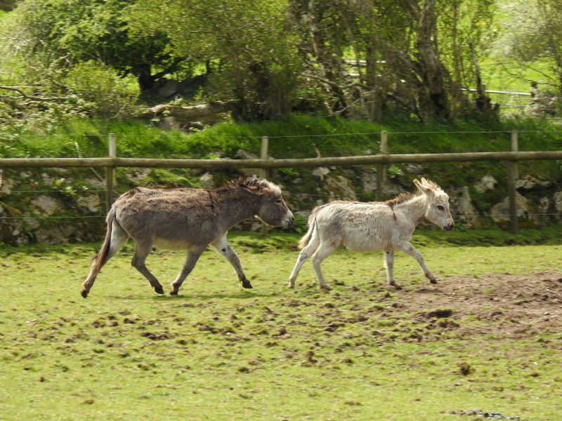 best-things-to-do-with-your-kids-in-Cornwall-11-1