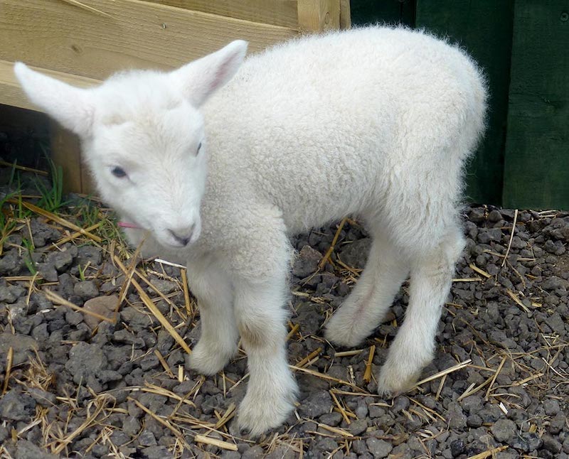 best-things-to-do-with-your-kids-in-Wiltshire-2-1