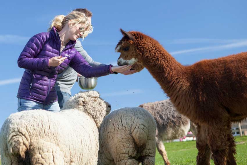 best-things-to-do-with-your-kids-in-the-Isle-of-Wight-9