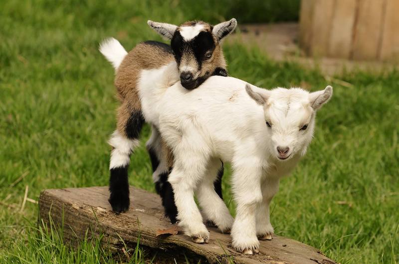 best-things-to-do-with-your-kids-in-Cheshire-5