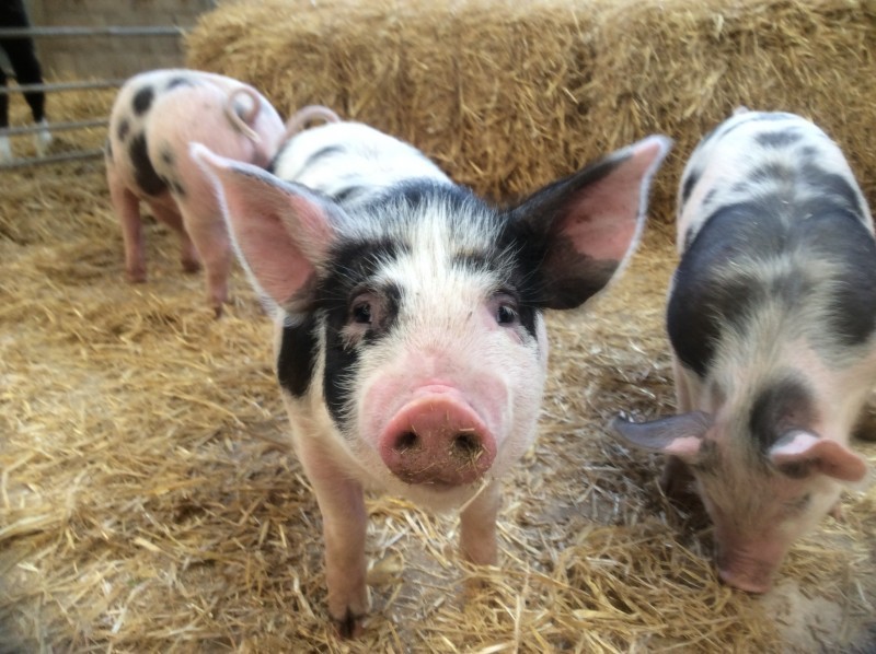 best-things-to-do-with-your-kids-in-Cheshire-7