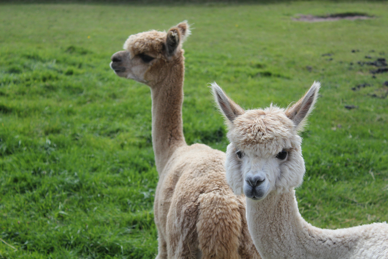 best-things-to-do-with-your-kids-in-Cheshire