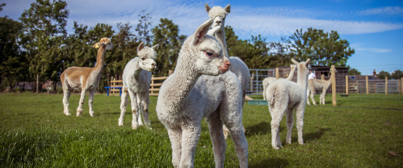 best-things-to-do-with-your-kids-in-Cumbria-1