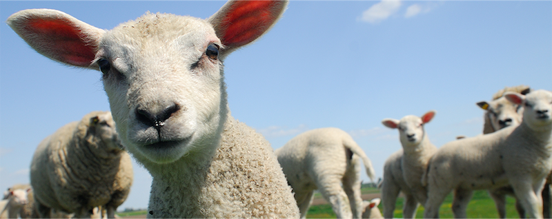 best-things-to-do-with-your-kids-in-Northamptonshire-3