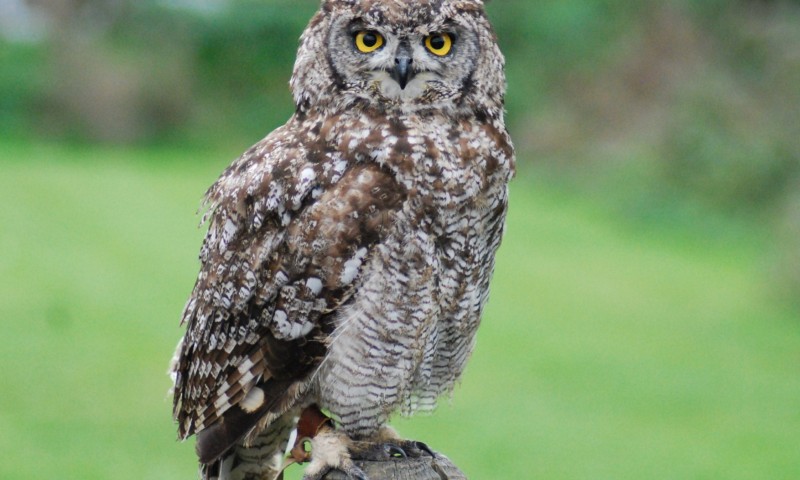 best-things-to-do-with-your-kids-in-Oxfordshire-2