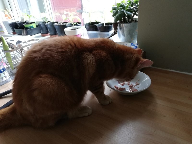 Couple-reunited-with-cat-Norman-who-went-missing-while-they-travelled-1