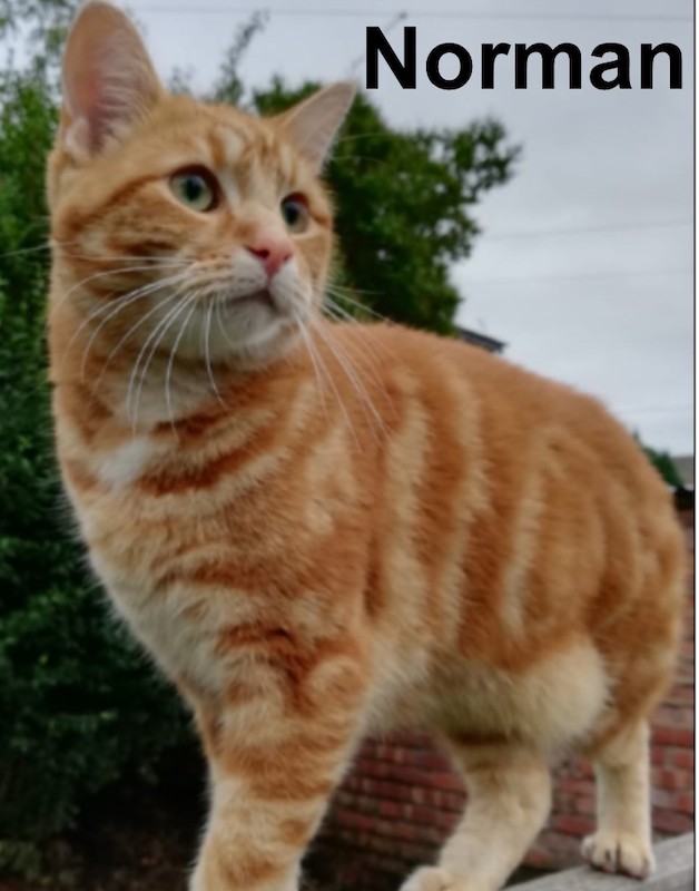 Couple-reunited-with-cat-Norman-who-went-missing-while-they-travelled-3
