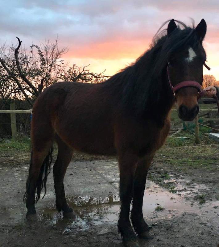 Horse-rescue-charity-host-family-fun-day-in-Wokingham-1