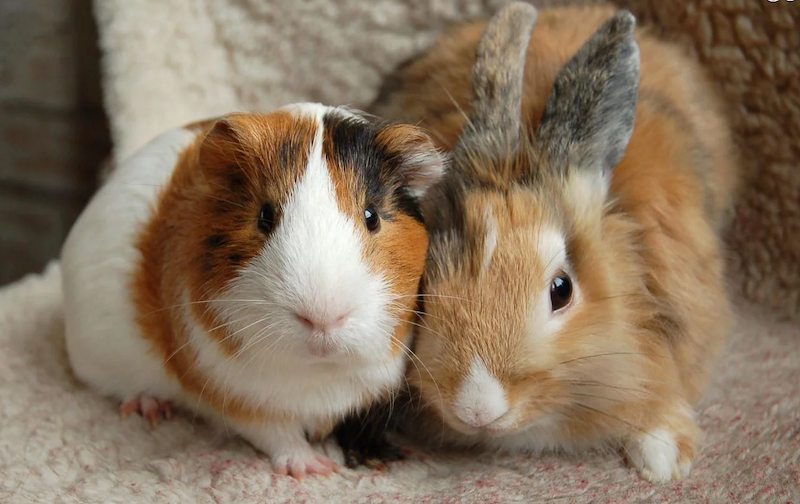 Top-tips-to-keep-pets-cool-in-this-hot-weather-4