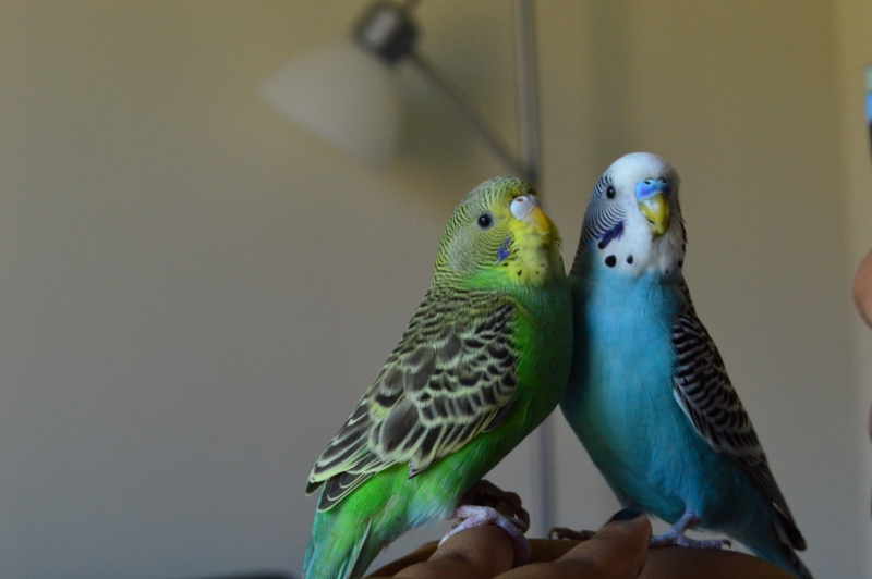 Top-tips-to-keep-pets-cool-in-this-hot-weather3