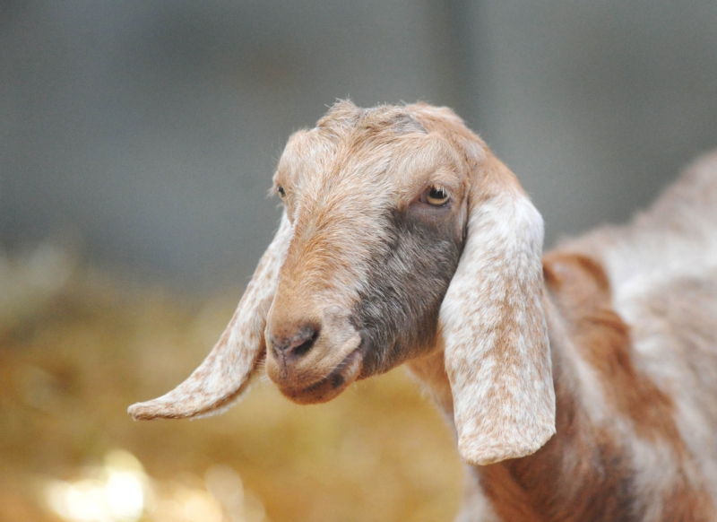 best-things-to-do-with-your-kids-in-Somerset-8