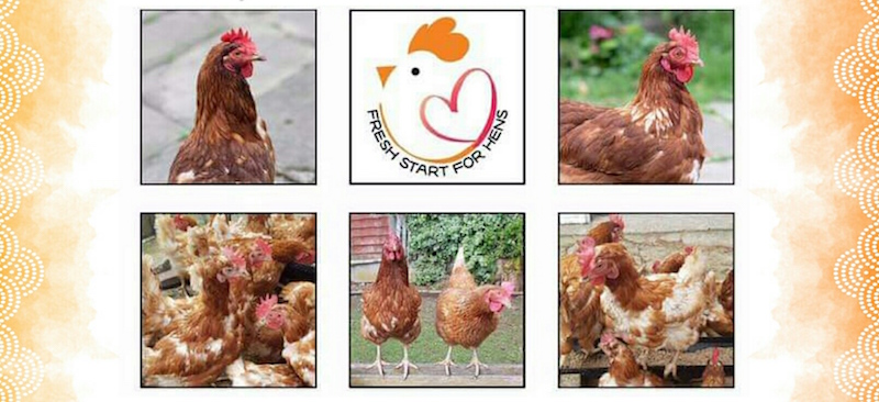 Alfreton-gives-hens-a--Fresh-Start--with-rehoming-initiative-