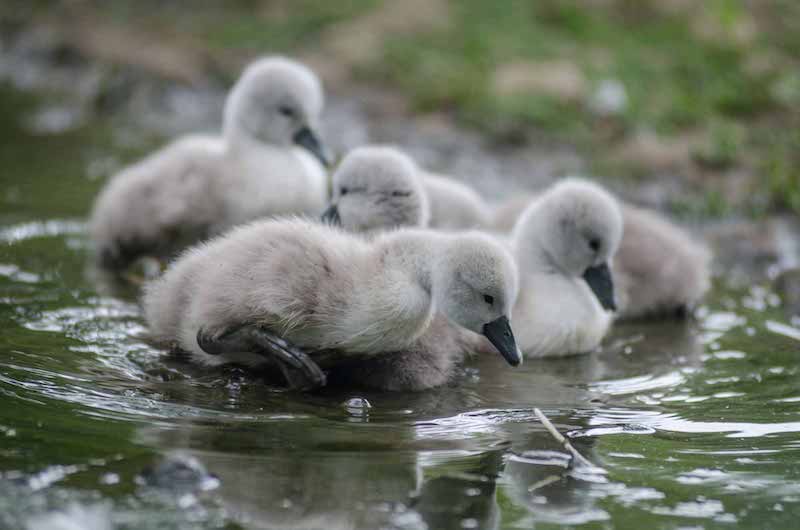 best-things-to-do-with-your-kids-in-Dorset-7