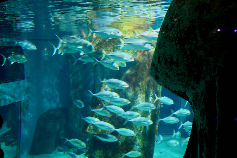 -best-things-to-do-with-kids-in-Southbank1