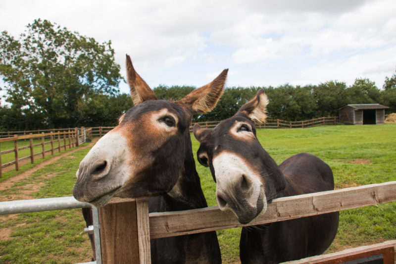 best-things-to-do-with-your-kids-in-Lincolnshire-5