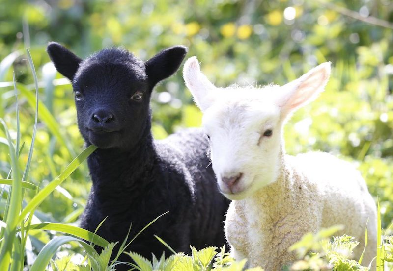 best-things-to-do-with-your-kids-in-West-Sussex-1
