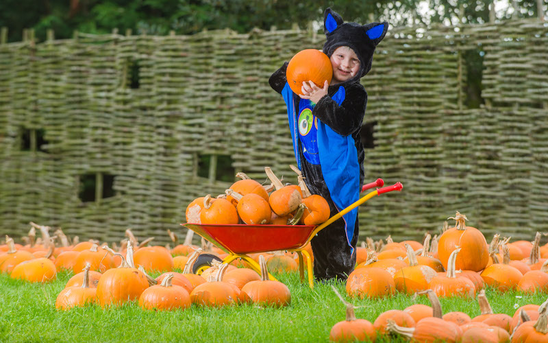 -Go-pumpkin-picking-this-half-term-with-our-list-of-the-best-patches-across-the-UK12