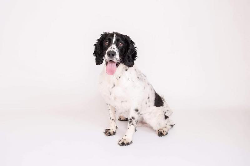 Adorable-pooch-with-an-incredible-story-scores-front-page-of-charity-calendar-1