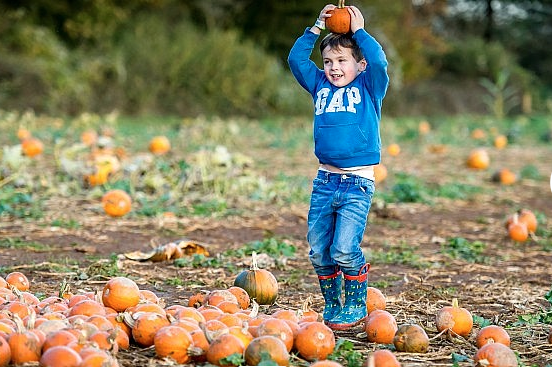 Go-pumpkin-picking-this-half-term-with-our-list-of-the-best-patches-across-the-UK