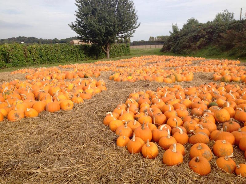 Go-pumpkin-picking-this-half-term-with-our-list-of-the-best-patches-across-the-UK10