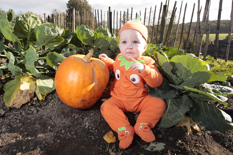 Go-pumpkin-picking-this-half-term-with-our-list-of-the-best-patches-across-the-UK14