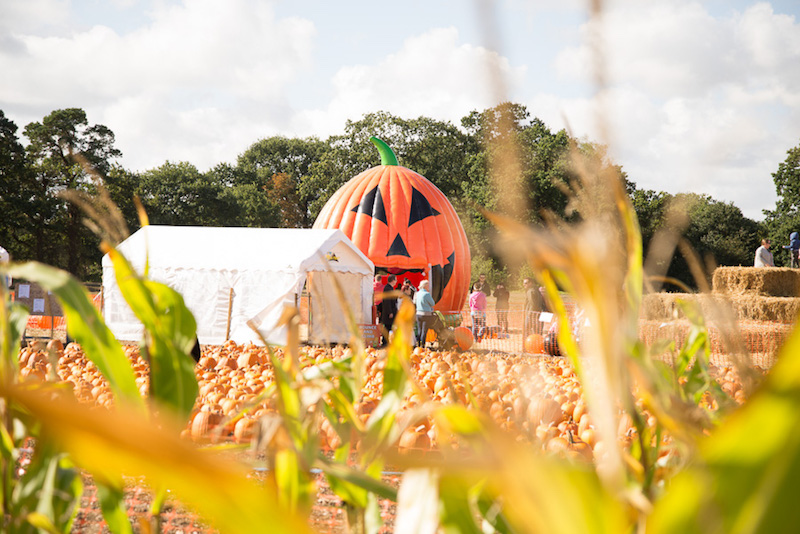 Go-pumpkin-picking-this-half-term-with-our-list-of-the-best-patches-across-the-UK15