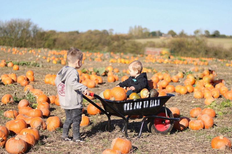 Go-pumpkin-picking-this-half-term-with-our-list-of-the-best-patches-across-the-UK16