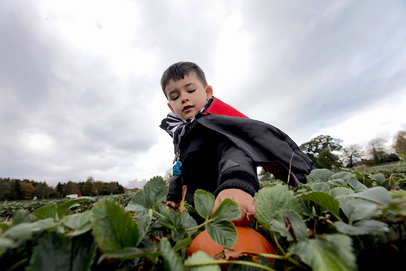 Go-pumpkin-picking-this-half-term-with-our-list-of-the-best-patches-across-the-UK17