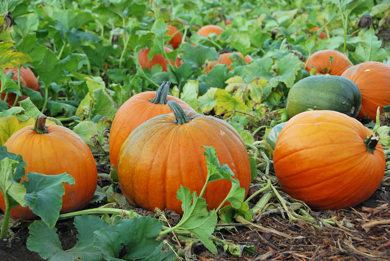 Go-pumpkin-picking-this-half-term-with-our-list-of-the-best-patches-across-the-UK19