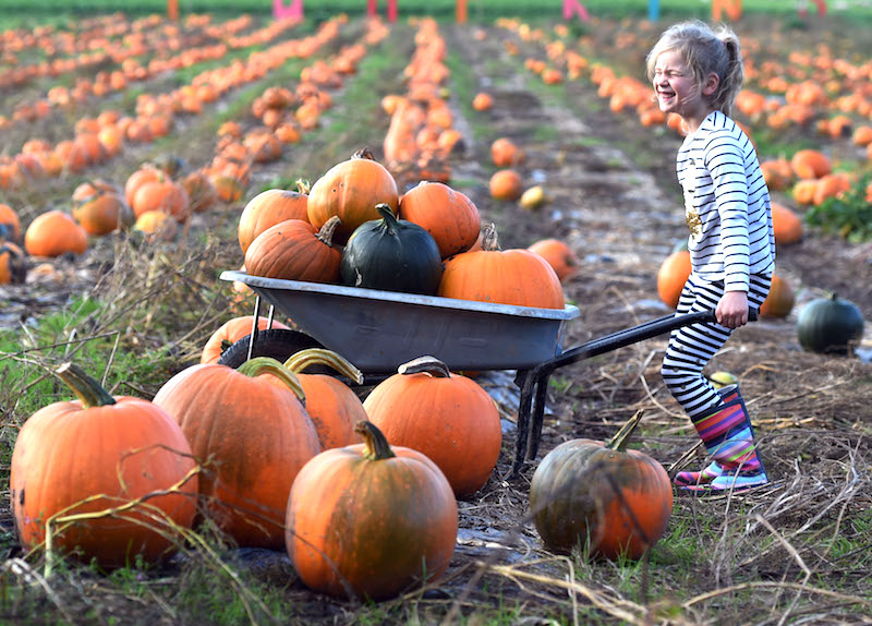Go-pumpkin-picking-this-half-term-with-our-list-of-the-best-patches-across-the-UK2