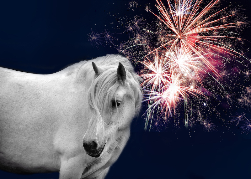 Top-tips-to-keep-pets-calm-during-firework-season-1